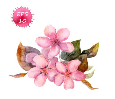 Pembe meyve ağacı çiçek: elma, kiraz, Erik, sakura. Suluboya