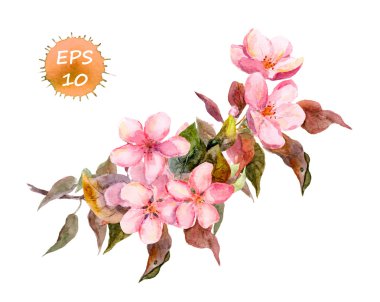 Çiçeği dal kiraz, Erik, şeftali, sakura pembe çiçekli. Suluboya