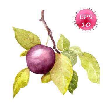 Kiraz eriği meyve. Suluboya vektör. Botanik illüstrasyon