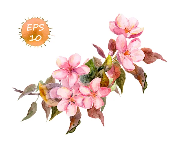 Rama de flores cerezo, ciruela, melocotón, sakura con flores rosadas. Acuarela — Archivo Imágenes Vectoriales