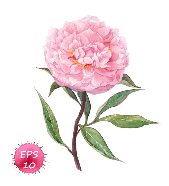 Ροζ παιωνία λουλούδι. Νερό χρώμα — Διανυσματικό Αρχείο
