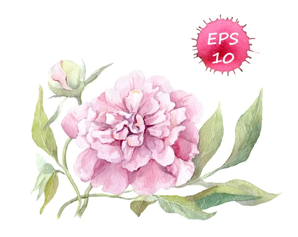 Fiore di peonia. Illustrazione botanica ad acquerello — Vettoriale Stock