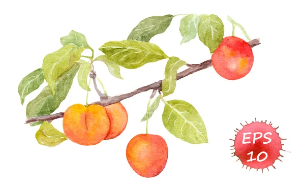 Red cherry plum fruit. Watercolour illustration — Stock Vector