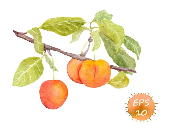 Fructe roşii de prune de cireşe. Imagine de acuarelă — Vector de stoc