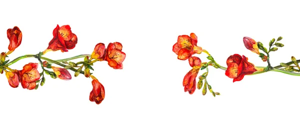 Floral scheidingslijn scheidingsteken wit rode bloemen fresia 's — Stockfoto