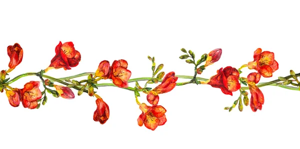 Naadloze floral grens stripe met bloem van rode freesia — Stockfoto