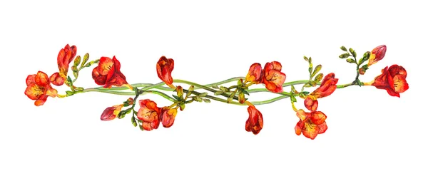 花区切り区切りウィット赤い花 freesias — ストック写真