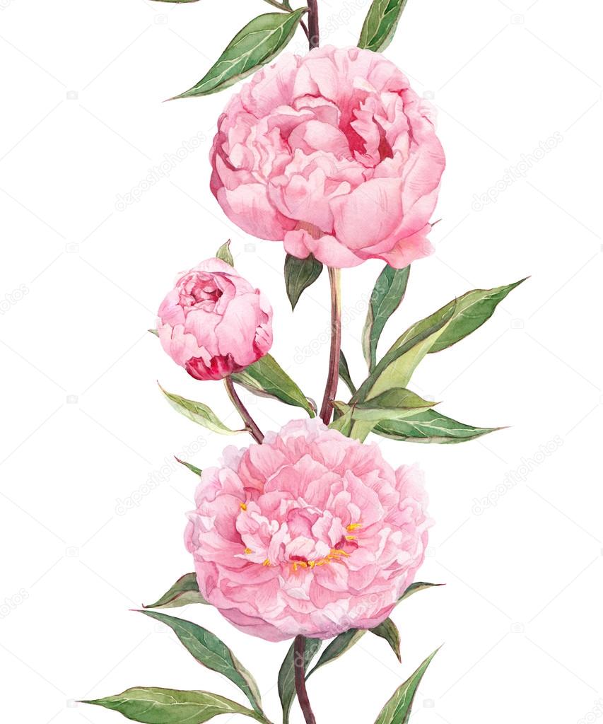 Peony pink flowers. Seamless floral border stripe. Watercolour