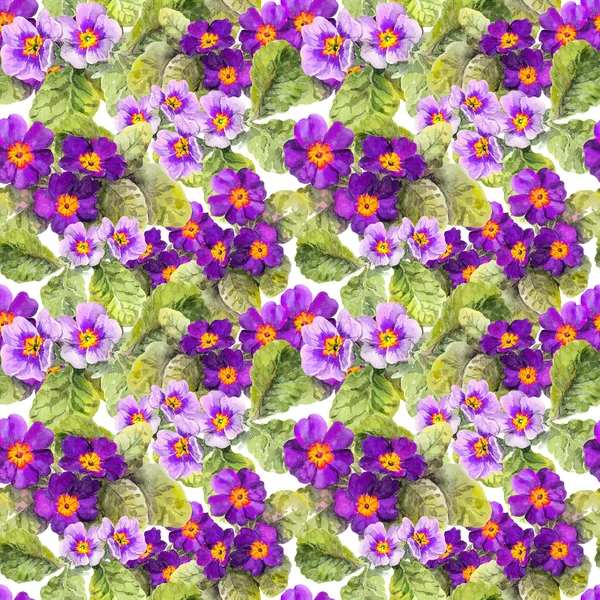 Primrose, primula, λουλούδια. Άνευ ραφής floral φόντο. Ακουαρέλα — Φωτογραφία Αρχείου