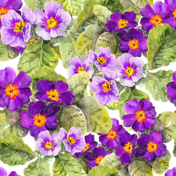 Primrose, primula, blommor. Sömlös floral bakgrund. Akvarell — Stockfoto