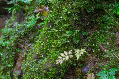 Enshi, Hubei, Çin 'deki Dixin Vadisi Sahne Alanı' nın sonbahar manzarası