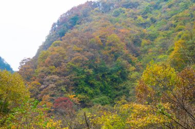 Shennongjia, Hubei, Çin 'deki Muyu Xiangxiyuan sonbahar manzarası