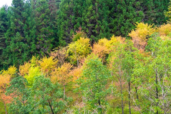 Paisaje Otoñal Del Área Escénica Jianshiye Three Gorges Enshi Hubei — Foto de Stock