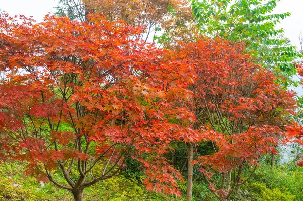 江西グランドキャニオン風景区 湖北省 中国の秋の風景 — ストック写真