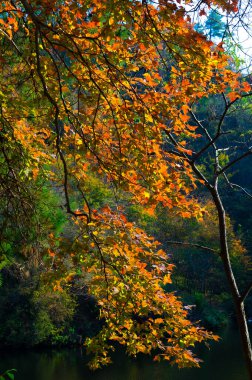 Geç, sonbahar, manzara, Qingliangzhai, Scenic, Area, in, Wuhan, Hubei