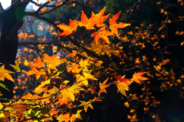 Late Autumn Scenery Qingliangzhai Scenic Area Wuhan Hubei — Stock Photo, Image