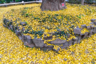 Wuhan, Hubei, Çin 'deki Hanyang ağaçlarının kış manzarası.