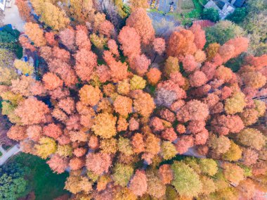Hubei Wuhan Özgürlük Parkı Sonbaharın sonlarında hava manzarası