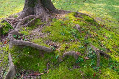 Hubei Wuhan Doğu Gölü Sahne Sonbahar Hava Fotoğrafçılık Bölgesi