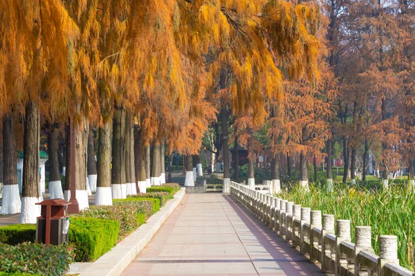 Hubei Wuhan East Lake Scenic Area Late Herfst Luchtfotografie Landschap — Stockfoto