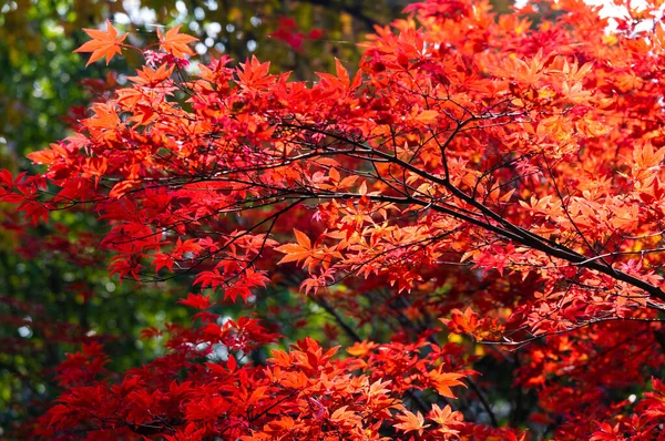 Hubei Wuhan East Lake Scenic Area Late Autumn Aerial Photography — Stock Photo, Image