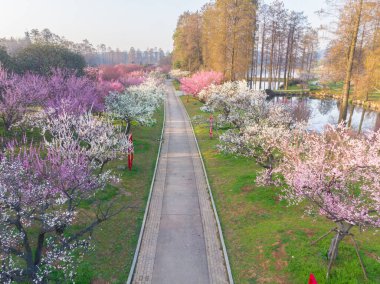 Bahar çiçekleri ve Wuhan, Hubei 'deki East Lake Plum Garden' da park manzarası.