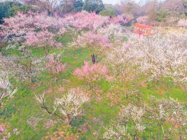 Bahar çiçekleri ve Wuhan, Hubei 'deki East Lake Plum Garden' da park manzarası.