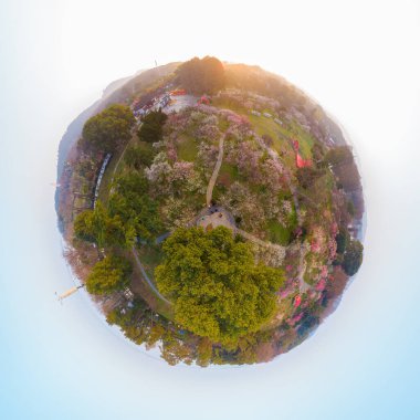 Bahar çiçekleri ve Wuhan, Hubei 'deki East Lake Plum Garden' da park manzarası.