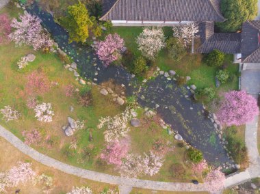 Bahar çiçekleri ve Wuhan, Hubei 'deki East Lake Plum Garden' da park manzarası.
