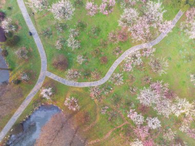Bahar çiçekleri ve Wuhan, Hubei 'deki East Lake Plum Garden' da park manzarası.