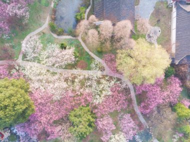 Bahar çiçekleri ve Wuhan, Hubei 'deki East Lake Plum Garden' da park manzarası.