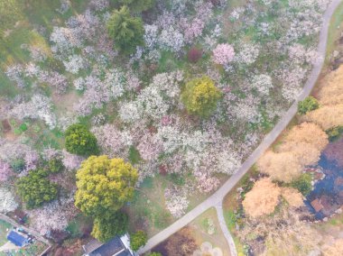 Bahar çiçekleri ve Wuhan, Hubei 'deki East Lake Plum Garden' da park manzarası.