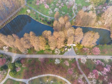 Bahar çiçekleri ve Wuhan, Hubei 'deki East Lake Plum Garden' da park manzarası.