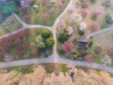 Bahar çiçekleri ve Wuhan, Hubei 'deki East Lake Plum Garden' da park manzarası.