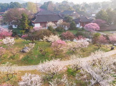 Bahar çiçekleri ve Wuhan, Hubei 'deki East Lake Plum Garden' da park manzarası.