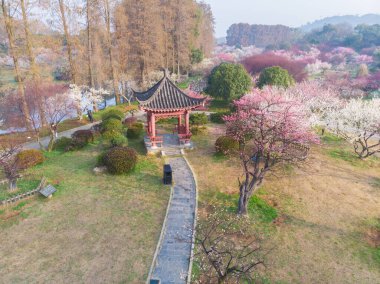 Bahar çiçekleri ve Wuhan, Hubei 'deki East Lake Plum Garden' da park manzarası.