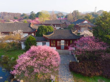 Bahar çiçekleri ve Wuhan, Hubei 'deki East Lake Plum Garden' da park manzarası.