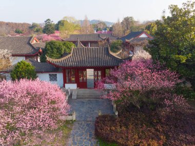 Bahar çiçekleri ve Wuhan, Hubei 'deki East Lake Plum Garden' da park manzarası.