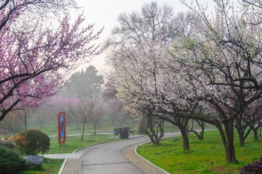 Bahar çiçekleri ve Wuhan, Hubei 'deki East Lake Plum Garden' da park manzarası.