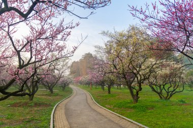 Bahar çiçekleri ve Wuhan, Hubei 'deki East Lake Plum Garden' da park manzarası.