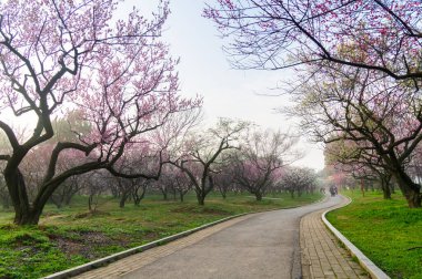 Bahar çiçekleri ve Wuhan, Hubei 'deki East Lake Plum Garden' da park manzarası.