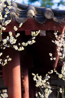Bahar çiçekleri ve Wuhan, Hubei 'deki East Lake Plum Garden' da park manzarası.