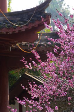 Bahar çiçekleri ve Wuhan, Hubei 'deki East Lake Plum Garden' da park manzarası.