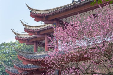 Bahar çiçekleri ve Wuhan, Hubei 'deki East Lake Plum Garden' da park manzarası.