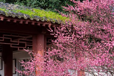 Bahar çiçekleri ve Wuhan, Hubei 'deki East Lake Plum Garden' da park manzarası.