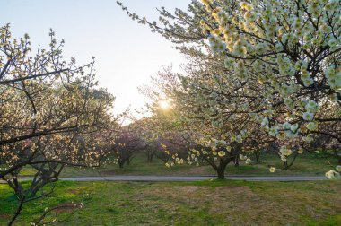 Bahar çiçekleri ve Wuhan, Hubei 'deki East Lake Plum Garden' da park manzarası.