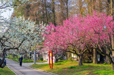 Bahar çiçekleri ve Wuhan, Hubei 'deki East Lake Plum Garden' da park manzarası.