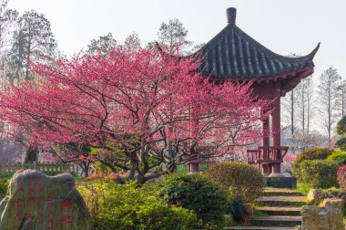 Bahar çiçekleri ve Wuhan, Hubei 'deki East Lake Plum Garden' da park manzarası.