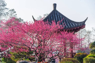 Bahar çiçekleri ve Wuhan, Hubei 'deki East Lake Plum Garden' da park manzarası.