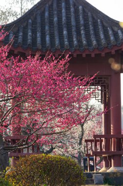 Bahar çiçekleri ve Wuhan, Hubei 'deki East Lake Plum Garden' da park manzarası.